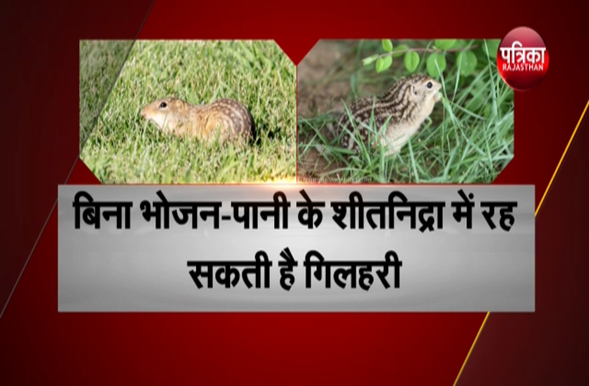गिलहरी जो रहती है 8 महीने शीतनिद्रा में गिलहरी जो रहती है 8 महीने शीतनिद्रा में