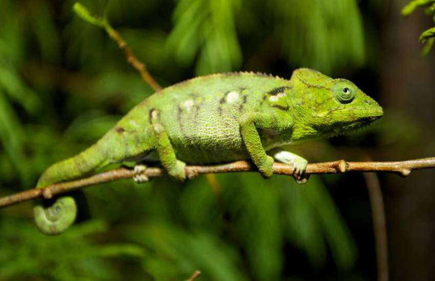 how_chameleons_change_color_2.jpg