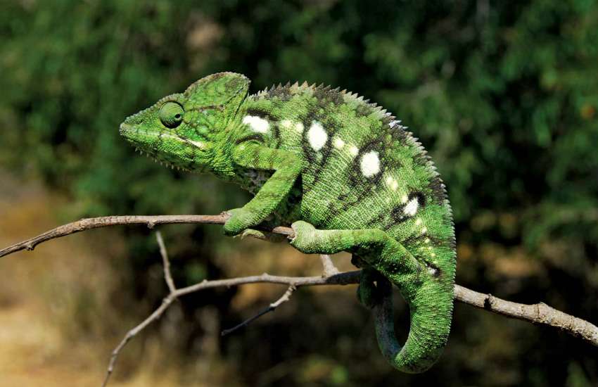 how_chameleons_change_color_3.jpg