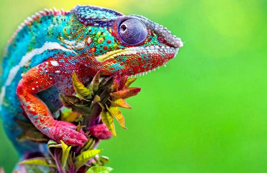 how_chameleons_change_color_.jpg