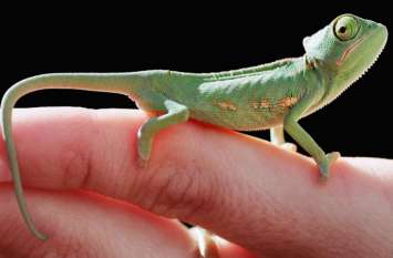 How Chameleons Change Color and Why They Do It गिरगिट कब, क्यों और कैसे बदलता है रंग, वैज्ञानिकों ने खोला इसके पीछे का ये बड़ा रहस्य