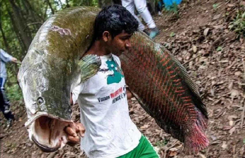 fish1.png