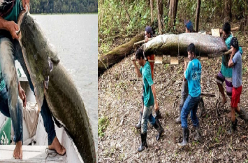 fisherman caught fish pirarucu from amazon river मछुआरे ने पकड़ ली इतनी बड़ी मछली, अब एक झटके में बन गया अमीर