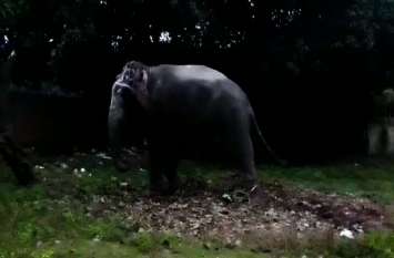 Young man Killed by elephant after show Twenty rupees note 20 रूपये का नोट देख भड़का हाथी, युवक को पटककर मार डाला