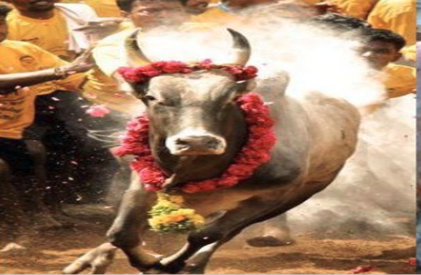 Race of cows on Diwali in sirohi : Special tradition on diwali दीपावली के मौके पर अनोखी परंपरा: दौड़ में अव्वल रहने वाली गाय से जानते हैं भविष्य