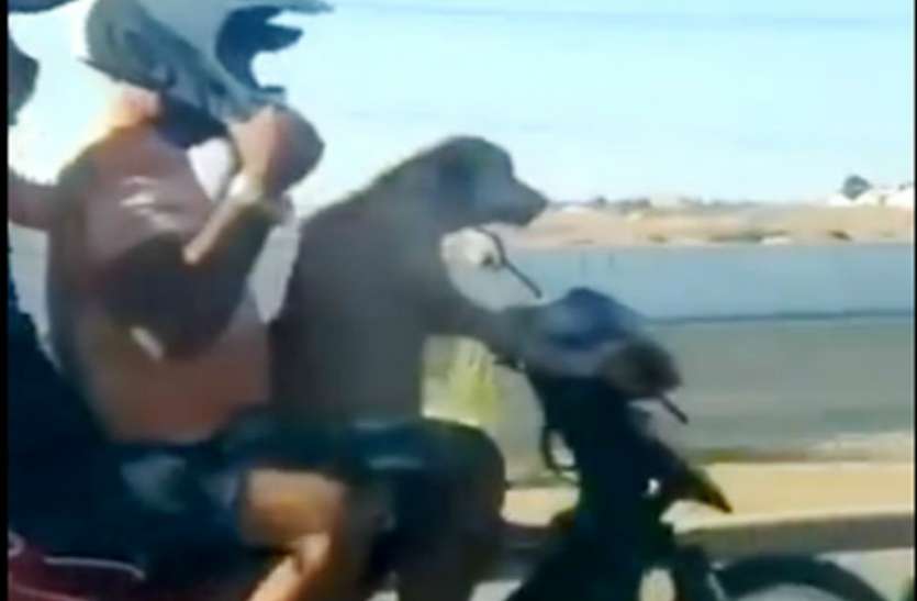 video_of_dog_driving_a_bike_with_two_pillion_riders_goes_viral.jpg सड़क पर बाइक चलाता दिखा कुत्ता, वीडियो देख लोग हुए हैरान