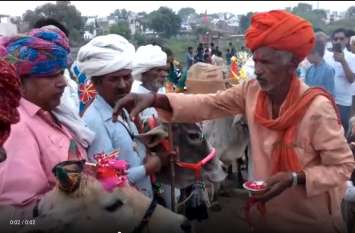 Unique tradition on Govardhan festival : tradition of future from cows गोवर्धन पर्व पर अनूठी परम्परा: गायों को भड़का कर जाना क्या होगा अगले साल