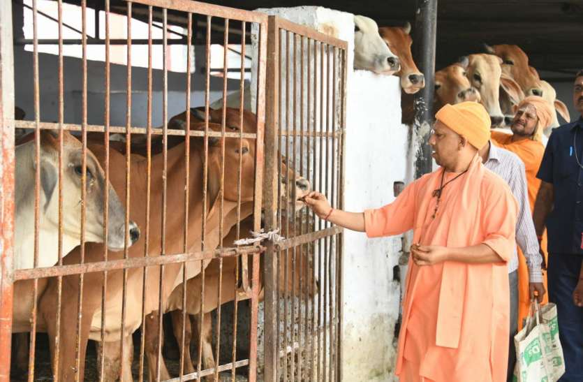 cm_yogi_with_cow1.jpg गौ पालन लाभ-हानि के हिसाब से नहीं बल्कि सेवाभाव सेः महापात्रा