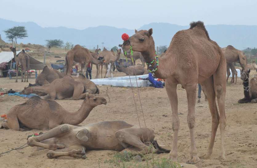 Pushkar fair 2019 : रेतीले धोरों पर बढऩे लगी रौनक Pushkar mela 2019: धोरों में मचेगी सांस्कृतिक आयोजन की धूम
