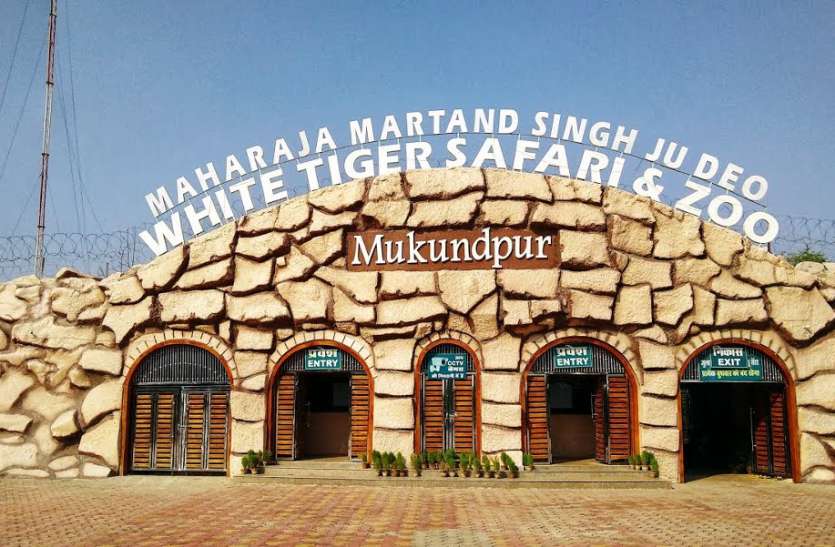 two cubs death Case: white tiger safari mukundpur big news in hindi मुकुंदपुर चिड़ियाघर के तीसरे शावक की हालत स्थिर, बाहर का दूध नहीं पचा रहा शावक, शेरनी का नहीं निकल रहा दूध