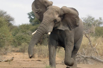 Wild Elephant Laden Killed 50 People In Gwalpara Assam असम में 'लादेन' का आतंक बरकरार, लेता जा रहा है लोगों की जान