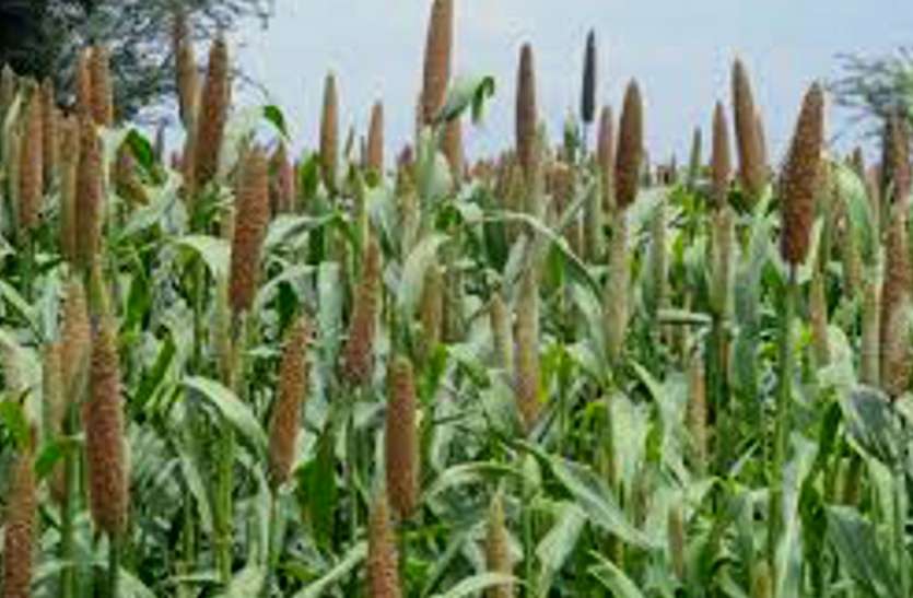 Maize, Registration, Farmer, Demand, Date, Soybean, Period, Kamal Nath, Congress पंजीयन न होने से किसान चिंतित