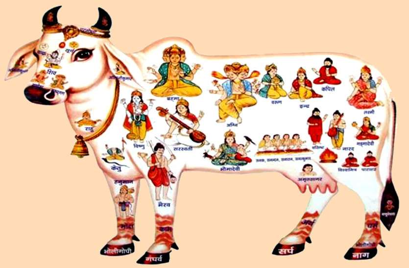Gopashtami गोपाष्टमी चार नवंबर को, गाय और गोविंद की पूजा से आएगी सुख-समृद्धि, जाने शुभ मुहूर्त और पूजा विधि