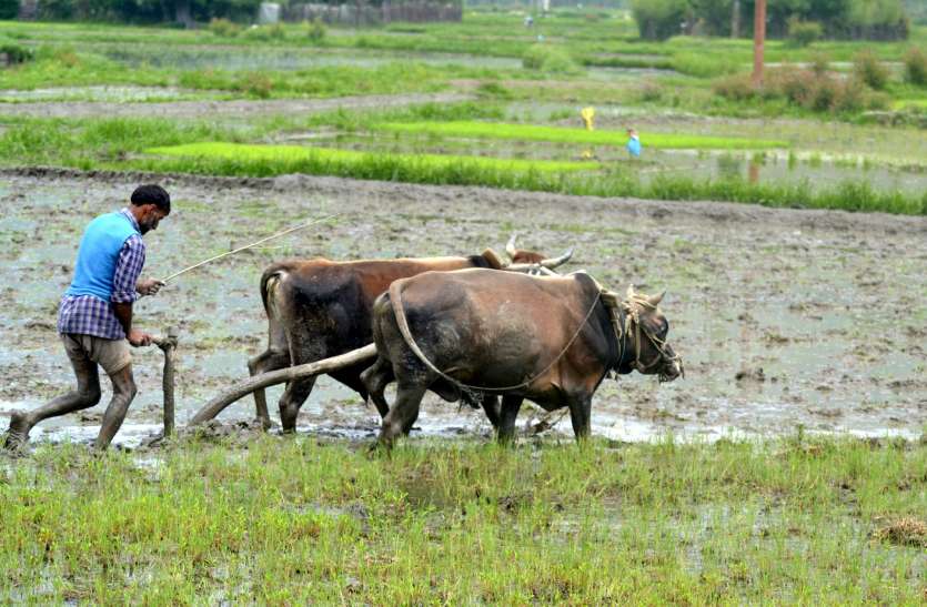 Germany Ready For Technical Help In Doubling Farmers Income जर मन तकन क स भ रत य क स न क आय ह ग द ग न इस तरह स कर ग ख त Patrika News