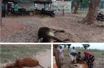 Breaking News: 2 cow's death in Adarsh gothan Breaking News: आदर्श गोठान में 2 गायों की मौत, प्रशासनिक महकमे में मचा हड़कंप, पहुंचे एसडीएम-सीईओ, ये बात आ रही सामने