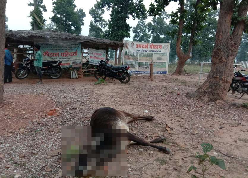 Breaking News: आदर्श गोठान में 2 गायों की मौत, प्रशासनिक महकमे में मचा हड़कंप, पहुंचे एसडीएम-सीईओ, ये बात आ रही सामने