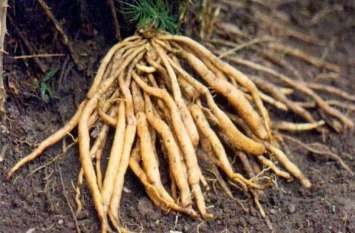 Shatavar is beneficial for health, it has multiple health benefits इस जड़ी बूटी के ये 10 फायदे जानकर हो जाएंगे हैरान, उम्र ढलने पर भी दमकती रहेगी त्वचा