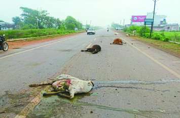 5 cattle killed, 2 injured in road accident in Bemetara district सड़क दुर्घटना में बेमौत मर रहे मवेशी, सुरक्षा नहीं कर पा रही सरकार