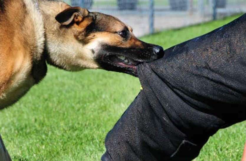 Panic, mad dog bites 40 people in Khandwa