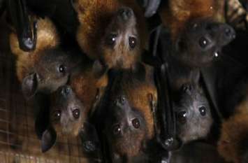 Dangerous virus threatens to breed bats in Nagaland नागालैंड में चमगादडों के शिकार से खतरनाक वायरसों के पनपने का खतरा