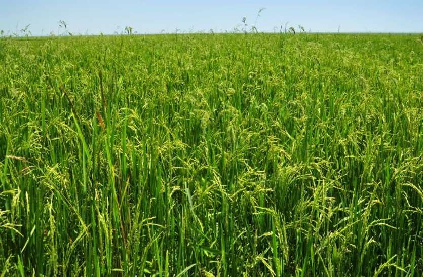 इस साल किसानों की संख्या में हुई बढ़ोतरी, साथ ही 6 प्रतिशत तक बढ़ा खेती का क्षेत्रफल इस साल किसानों की संख्या में हुई बढ़ोतरी, साथ ही 6 प्रतिशत तक बढ़ा खेती का क्षेत्रफल