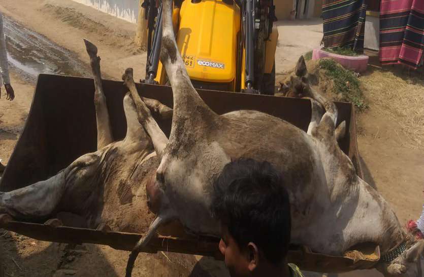 एक साथ 10 गायों की मौत, 50 से ज्यादा बीमार, लाश देखकर अधिकारियों के उड़े होश एक साथ 10 गायों की मौत, 50 से ज्यादा बीमार, लाश देखकर अधिकारियों के उड़े होश