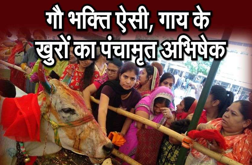 गोपाष्टमी का उल्लास, गाय पूजने के लिए भीड़ गोपाष्टमी का उल्लास, गाय पूजने के लिए भीड़