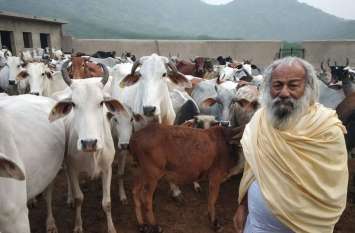 kayamdas baba story jhunjhunu यह हैं झुंझुनूं के गाय वाले बाबा, पाल रखी है 700 गाय