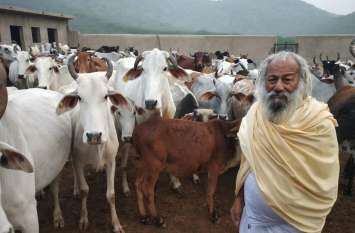 jhunjhunu news कायमदास 24 वर्ष से कर रहे गोसेवा, 85 वर्ष की उम्र में भी जुनून बरकरार, 700 गायों की कर रहे सेवा