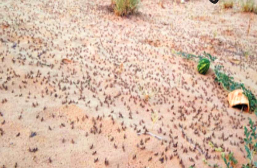 Locusts Hovering Over Crops As Time Passe - काल बनकर ...