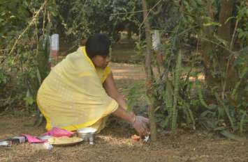 Women worshiped on Amla Navami आंवला नवमीं पर महिलाओं ने की आंवला वृक्ष की पूजा, पिकनिक स्पॉट भी रहा गुलजार, देखिए वीडियो...