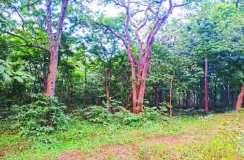 Bio Diversity Park तांदुला जलाशय के समीप ब्रिज निर्माण के साथ बनेगा बायो डायवर्सिटी पार्क
