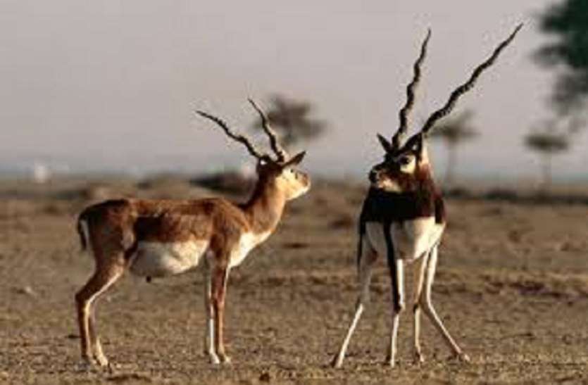 497 spotted deer Found dead in Chennai city हिरण का शिकार करने के आरोप में 2 लोग गिरफ्तार