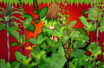 Dev Uthani Ekadashi: Who is Tulsi, married to Lord Shaligram कौन हैं तुलसी, जिनका विवाह भगवान शालिग्राम से होता है?