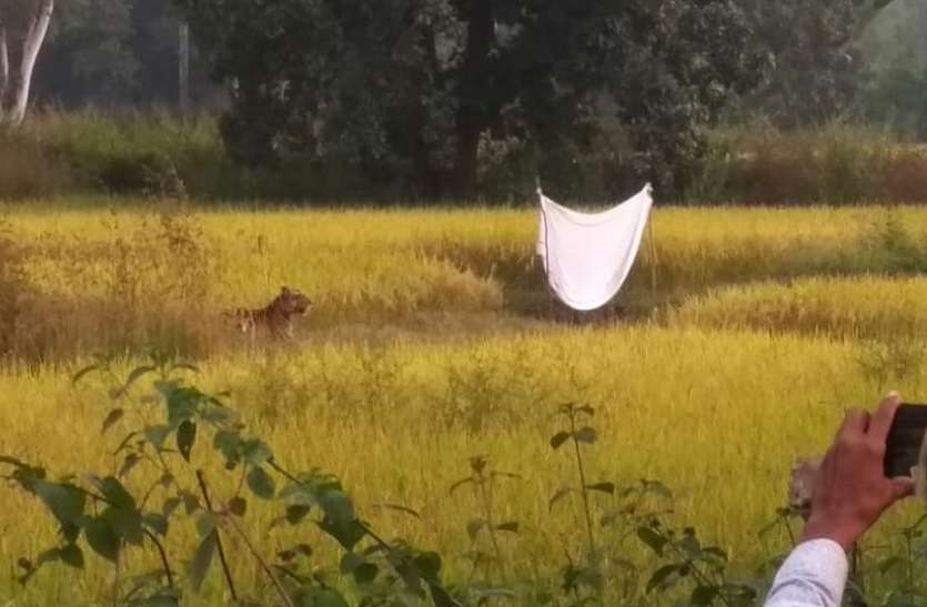 Tiger came in Alwar Dharmapura fields अलवर धर्मपुरा के खेतों में आया बाघ