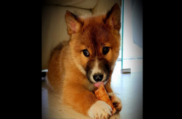 adorable new pet was not dog woman got shocked घायल कुत्ते के बच्चे को देख पसीज गया महिला का दिल, जांच के बाद वह निकला इस प्रजाति का जानवर