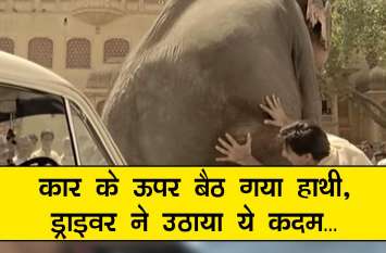 elephant attempts to sit on moving car video viral कार के ऊपर बैठ गया हाथी, ड्राइवर ने उठाया ये कदम...