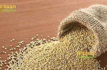 Farmers will also get seed of Kinova किनोवा के बीज भी मिलेंगे किसानों को