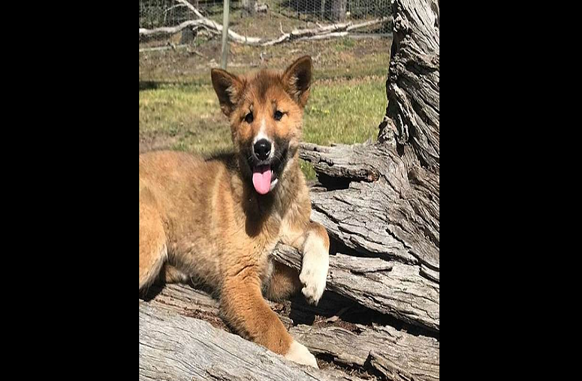 puppy_australia.png