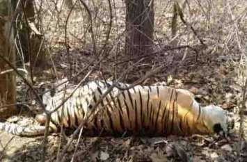 More than a dozen wildlife killed in a year वर्ष भर में एक दर्जन से अधिक वन्य प्राणियों की गई जान