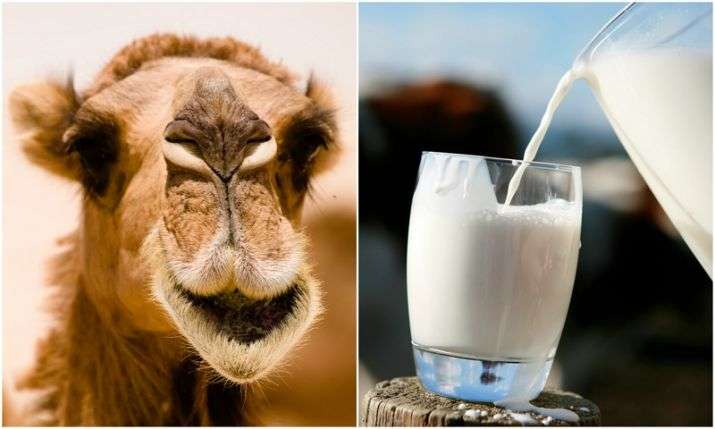 camel-milk.jpg