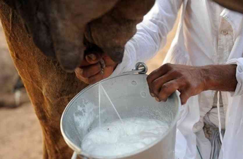 camel_milk.jpg