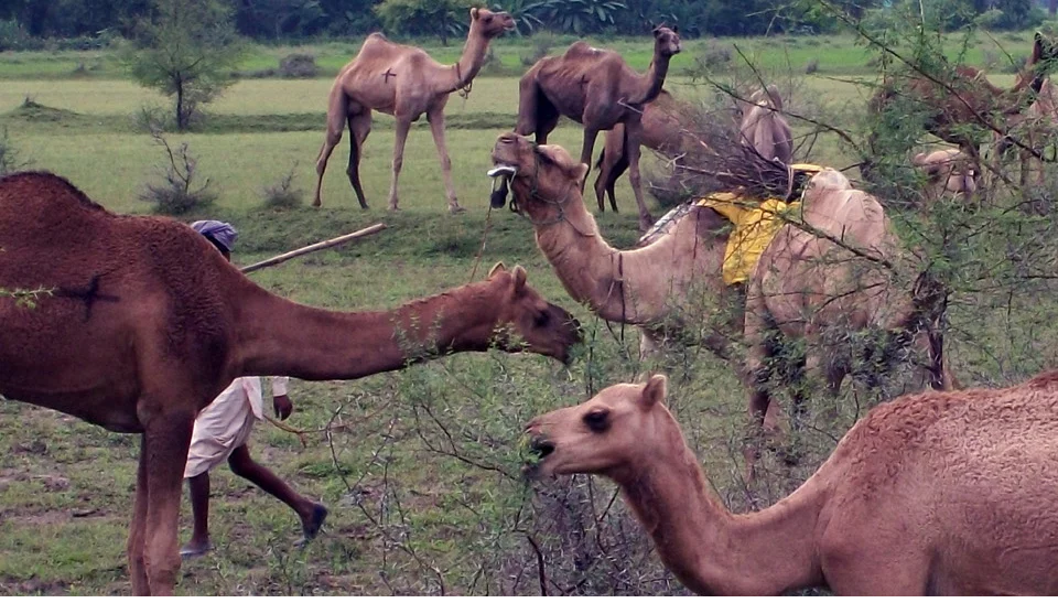 Camel Milk Benefits Milk Is More Powerful Than Cow Buffalo Milk à¤— à¤¯ à¤­ à¤¸ à¤• à¤¦ à¤§ à¤¸ à¤­ à¤œ à¤¯ à¤¦ à¤¤ à¤•à¤¤à¤µà¤° à¤¹ à¤Š à¤Ÿà¤¨ à¤• à¤¦ à¤§ à¤¹ à¤¤ à¤¹ à¤œà¤¬à¤°à¤¦à¤¸ à¤¤ à¤« à¤¯à¤¦ Patrika News