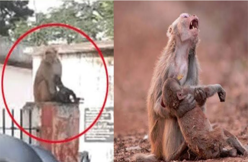 बंदरिया का बच्चा हुआ घायल, खुद ही लेकर पहुंच गई अस्पताल, हैरान कर देंगी तस्वीरें