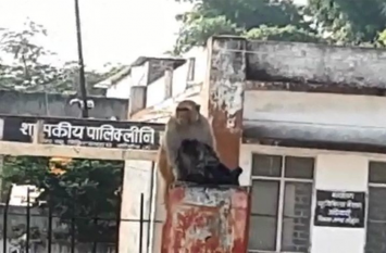 mother love : Bandaria child injured reached hospital by herself बंदरिया का बच्चा हुआ घायल, खुद ही लेकर पहुंच गई अस्पताल, हैरान कर देंगी तस्वीरें