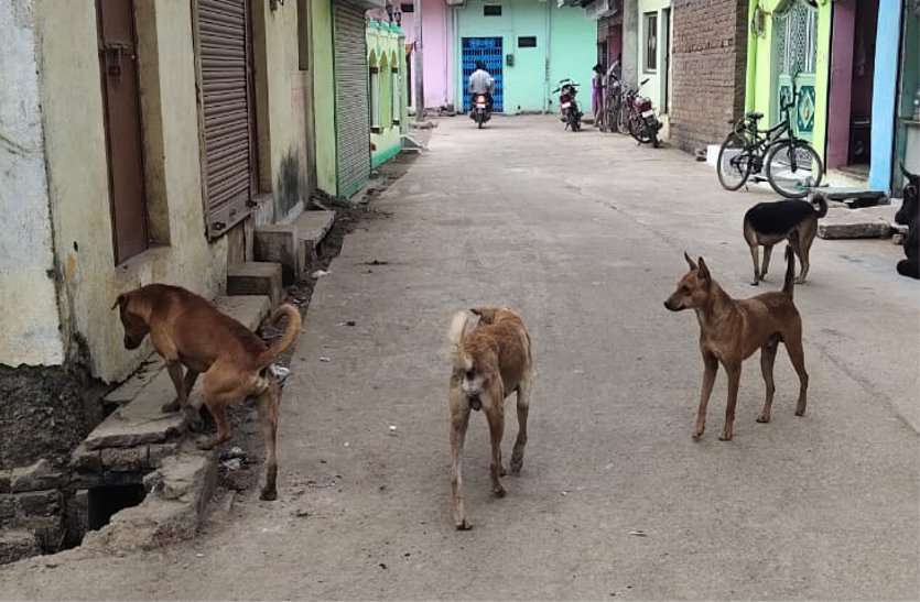 Stray dogs injured people in the city