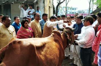 Know how buffalo that gives 19 liters of milk जानिए कैसी है वो भैंस जो देती है 19 लीटर दूध