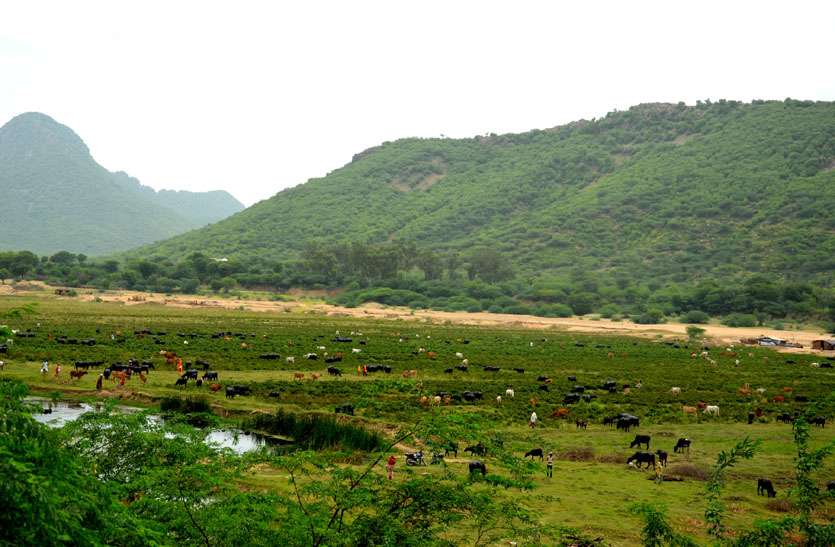 12 साल से फाइलों में रेंग रहा बीसलपुर वन क्षेत्र के विकास का सपना 12 साल से फाइलों में रेंग रहा बीसलपुर वन क्षेत्र के विकास का सपना