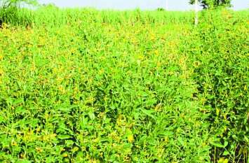 Farmers are not getting loan from cooperative society पहले खरीफ से रखा वंचित, अब रबी के लिए पड़ रहे लाले