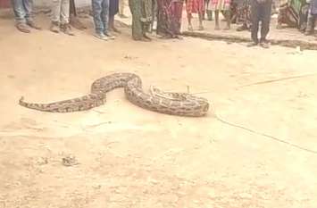 Children playing dragon rope tied in Firozabad VIDEO: जब अजगर को रस्सी से बांधकर खेलते नजर आए बच्चे, देखकर ग्रामीण भी रह गए हैरान